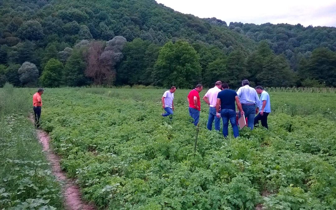 Field trip με αντιπροσώπους της DANESPO σε καλλιέργεια πατάτας στη Δράμα